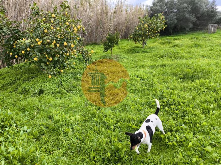 Image No.23-Terrain à vendre à Alcoutim