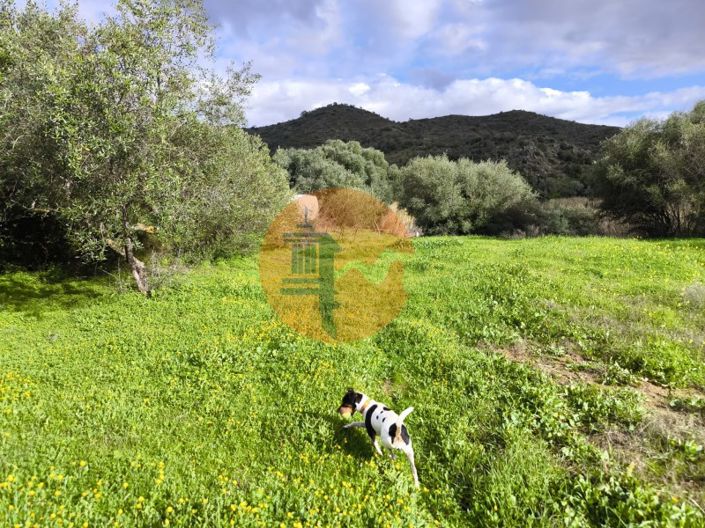 Image No.42-Plot for sale