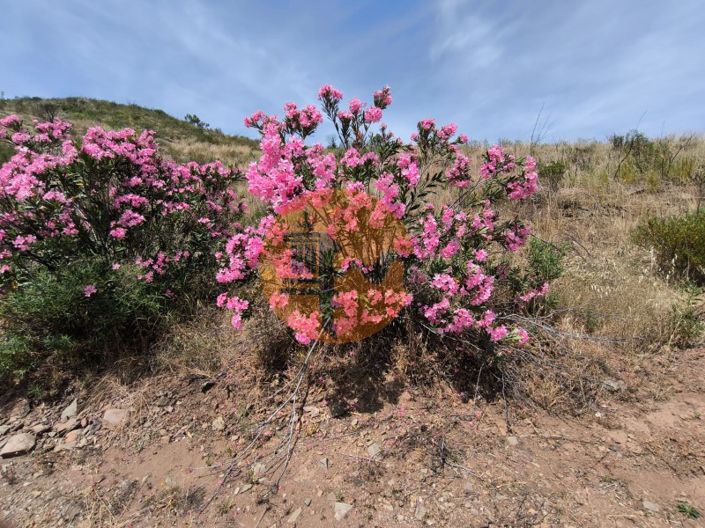 Image No.19-Terrain à vendre à Vila Real de Santo António