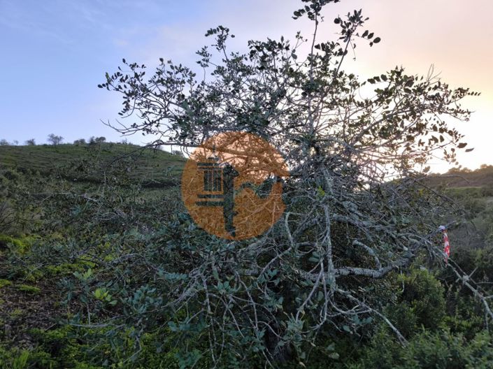 Image No.15-Plot for sale