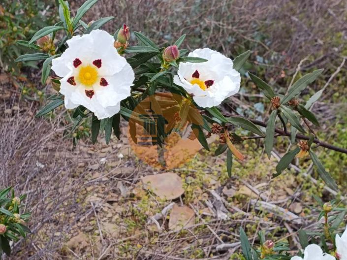 Image No.5-Plot for sale