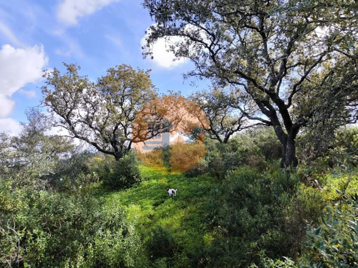 Image No.12-Plot for sale