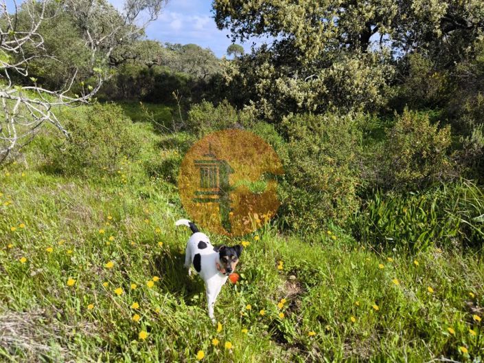 Image No.25-Plot for sale