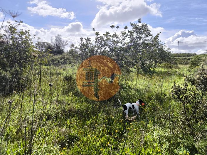 Image No.27-Plot for sale