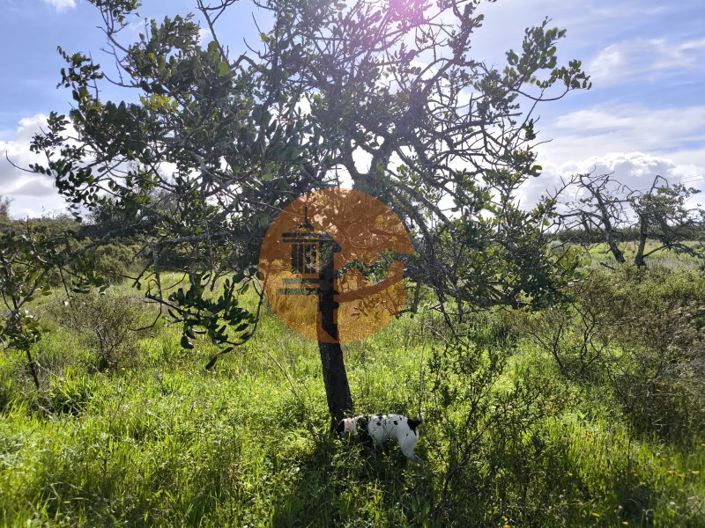 Image No.7-Plot for sale