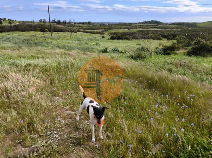 Image No.23-Plot for sale