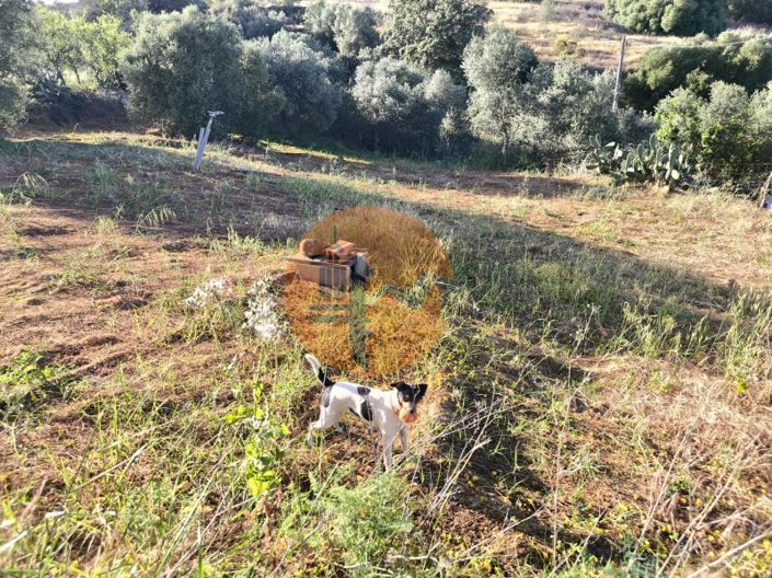 Image No.23-Plot for sale