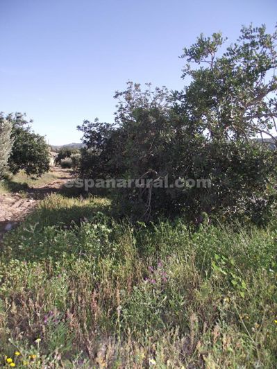 Image No.17-Maison de campagne de 4 chambres à vendre à Arboleas
