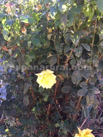 Image No.15-Villa de 3 chambres à vendre à Oria