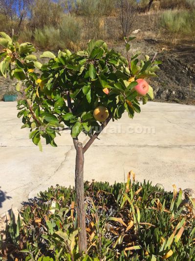 Image No.11-Villa de 3 chambres à vendre à Oria