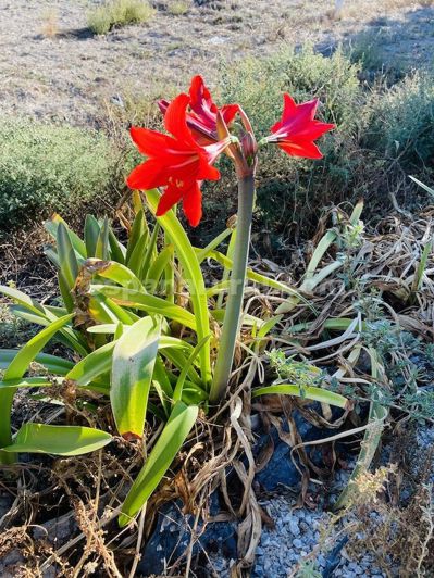 Image No.25-4 Bed Villa for sale