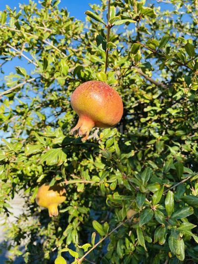 Image No.26-4 Bed Villa for sale