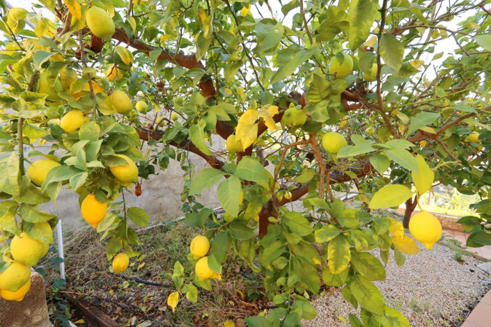 Image No.19-Villa de 5 chambres à vendre à Valencia