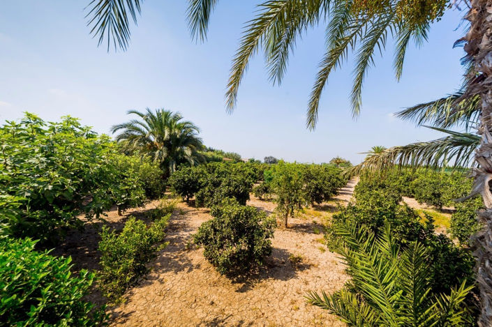 Image No.40-5 Bed Finca for sale