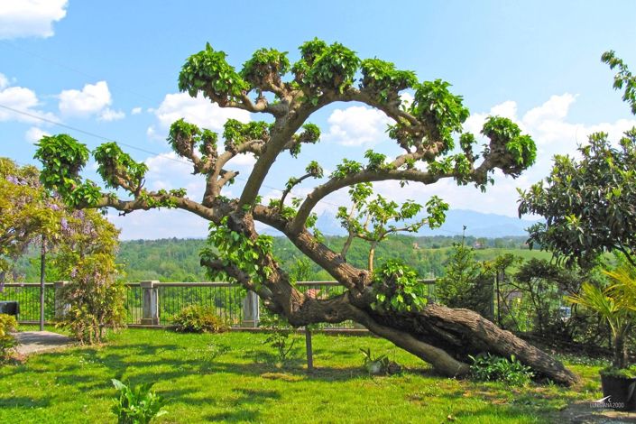 Image No.27-Ferme de 4 chambres à vendre à Licciana Nardi