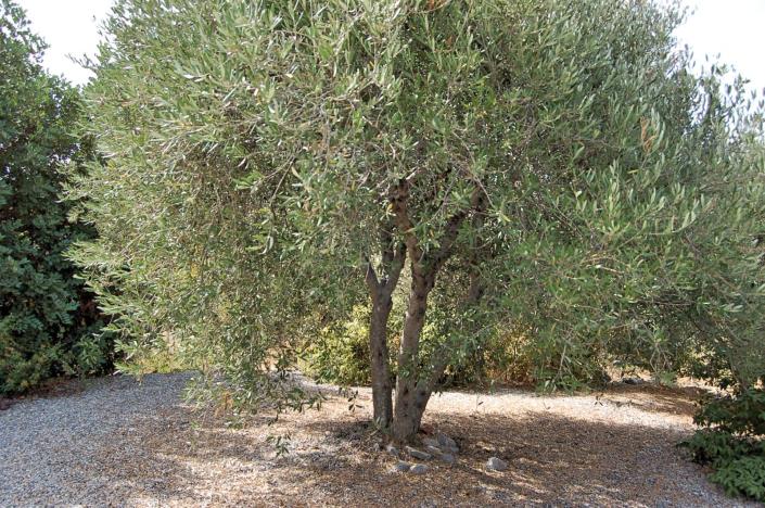 Image No.4-Maison de 3 chambres à vendre à Mochos