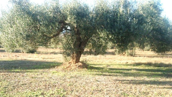 Image No.18-3 Bed Townhouse for sale