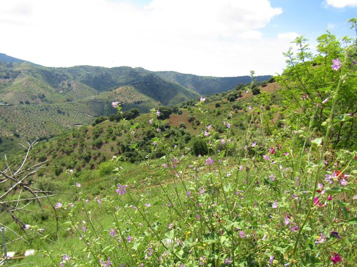 Image No.11-5 Bed Cortijo for sale