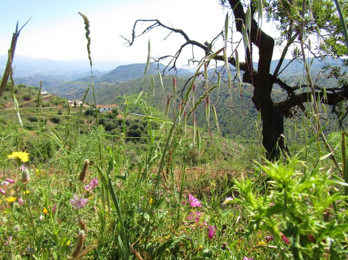 Image No.35-5 Bed Cortijo for sale