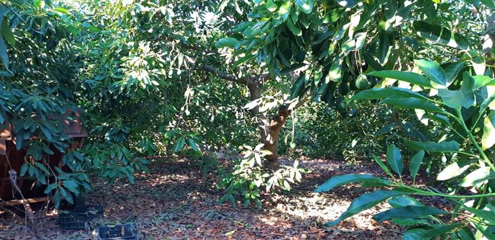 Image No.3-Ferme de 3 chambres à vendre à Benamocarra