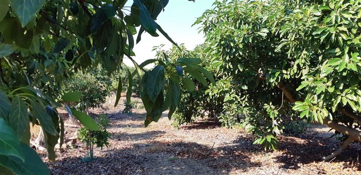 Image No.8-Ferme de 3 chambres à vendre à Benamocarra