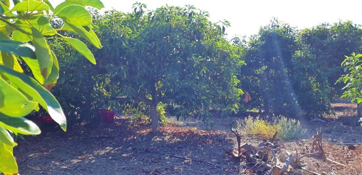 Image No.9-Ferme de 3 chambres à vendre à Benamocarra