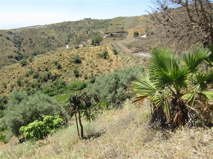 Image No.25-Maison de campagne de 3 chambres à vendre à Iznate