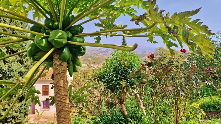Image No.6-Maison de campagne de 4 chambres à vendre à Malaga
