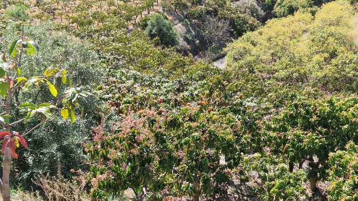 Image No.39-5 Bed Country House for sale