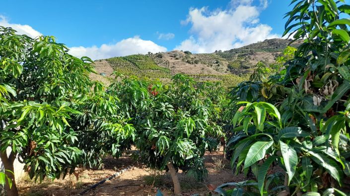 Image No.2-Terre à vendre à Benamargosa