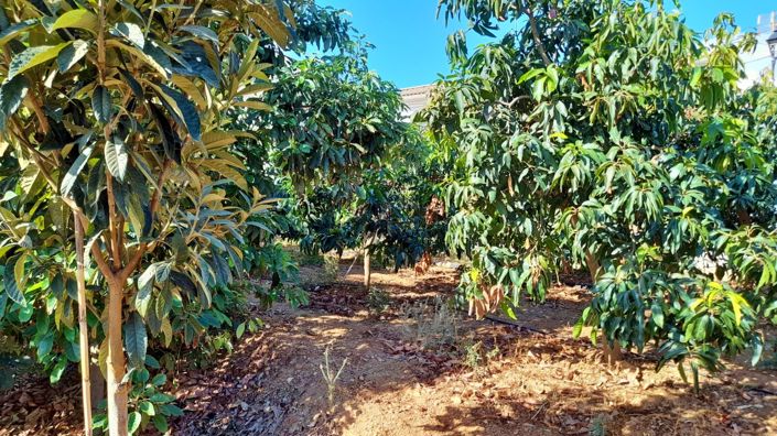 Image No.8-Terre à vendre à Benamargosa