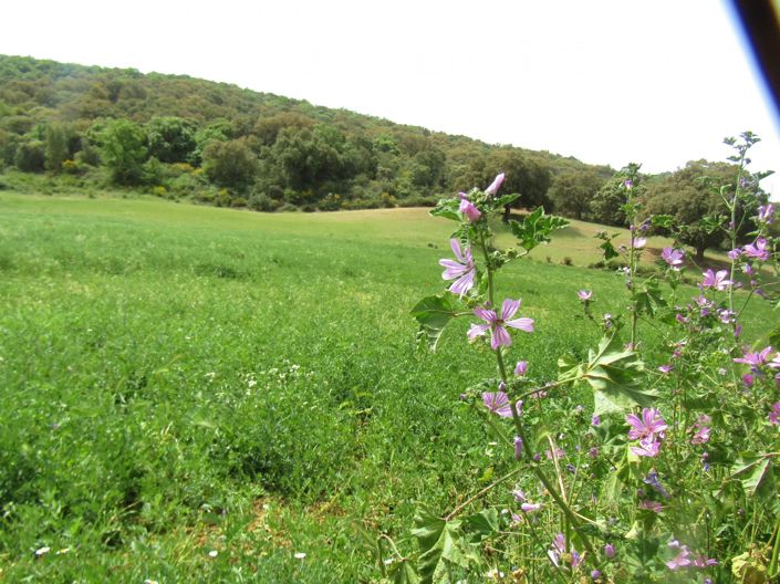 Image No.12-Maison de campagne de 4 chambres à vendre à Grenade