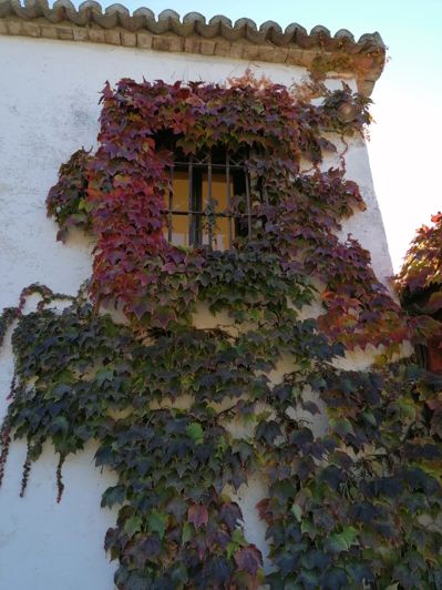 Image No.3-Maison de campagne de 4 chambres à vendre à Grenade