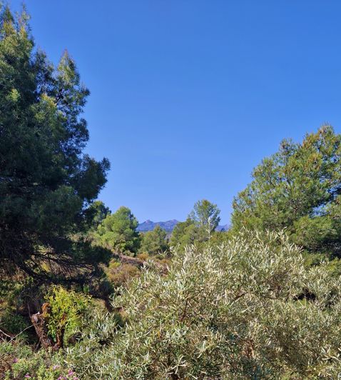 Image No.23-2 Bed Country House for sale