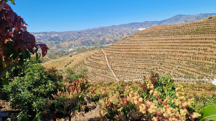 Image No.21-4 Bed Country House for sale