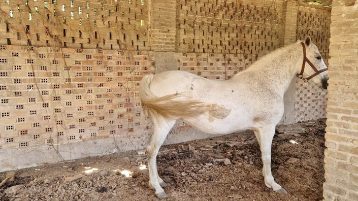 Image No.40-8 Bed Country House for sale