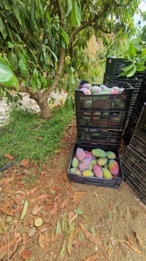Image No.35-Ferme de 3 chambres à vendre à Trapiche