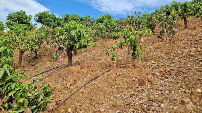 Image No.39-Ferme de 3 chambres à vendre à Trapiche