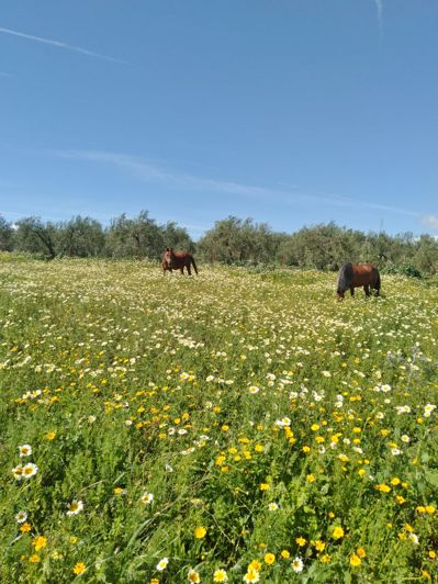Image No.39-4 Bed Cortijo for sale
