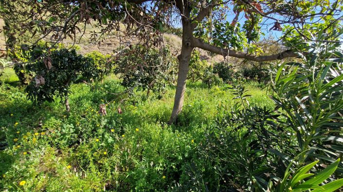 Image No.8-Maison de campagne de 3 chambres à vendre à Benamargosa