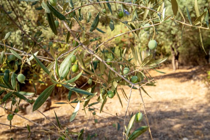 Image No.30-4 Bed Country House for sale