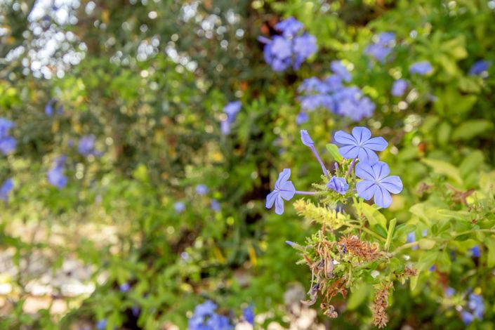 Image No.31-4 Bed Country House for sale