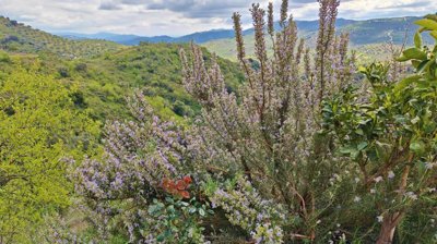 judkyaicsdaimg20260312132341