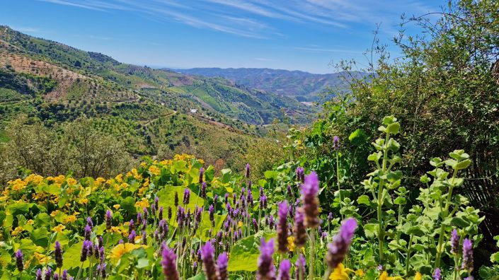 Image No.3-5 Bed Country House for sale