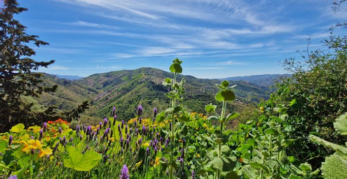 Image No.44-5 Bed Country House for sale