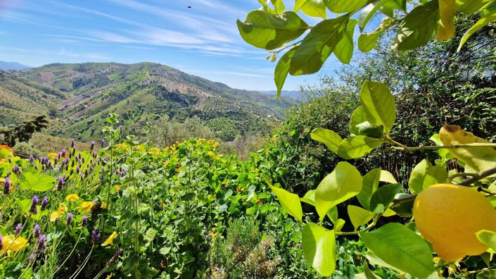 Image No.45-5 Bed Country House for sale