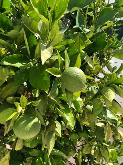 Image No.11-1 Bed Apartment for sale