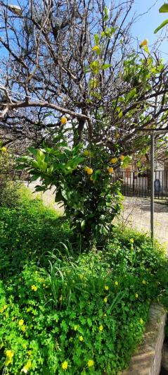 Image No.20-Maison de 3 chambres à vendre à Georgioupoli