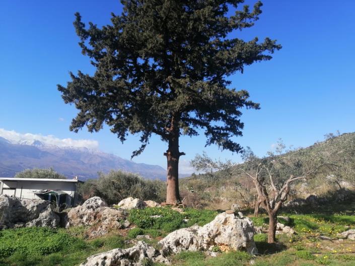 Image No.34-Maison de 3 chambres à vendre à Georgioupoli