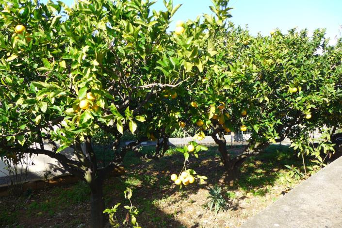 Image No.4-Maison de campagne de 2 chambres à vendre à Cosenza